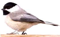 gaichka.jpg gaichka.jpg