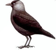 galka_.jpg galka_.jpg