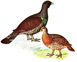 gluhar.jpg gluhar.jpg