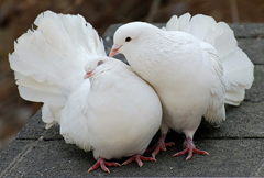 golub.jpeg golub.jpeg