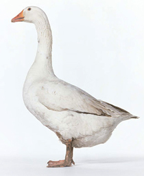 goose.jpg goose.jpg