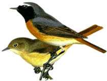 gorihvostka.jpg gorihvostka.jpg