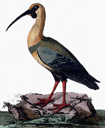 ibis.jpg ibis.jpg