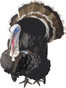 indiuk.jpg indiuk.jpg