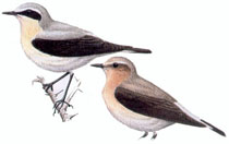 kamenka_.jpg kamenka_.jpg