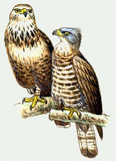 kaniuk.jpg kaniuk.jpg