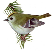 korolek.jpg korolek.jpg