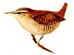 krapivnik.jpg krapivnik.jpg