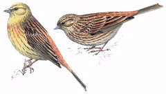 ovsyanka.jpg ovsyanka.jpg