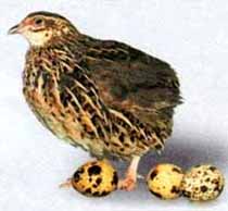 perepel.jpg perepel.jpg