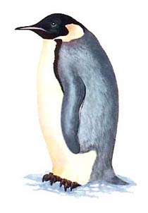 pingvin.jpg pingvin.jpg