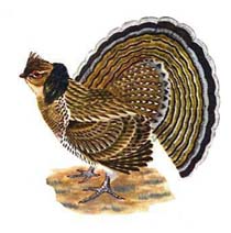 riabchik.jpg riabchik.jpg