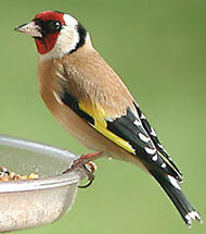 shegol.jpg shegol.jpg