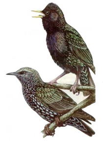 skvorec.jpg skvorec.jpg