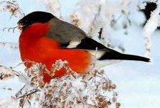 snegir.jpg snegir.jpg