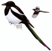 soroka.jpg soroka.jpg