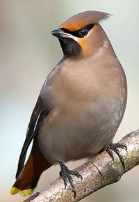 sviristel.jpg sviristel.jpg