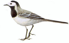 tryasoguzka.jpg tryasoguzka.jpg