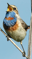 varakushka.jpg varakushka.jpg