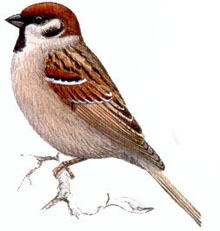 vorobey_.jpg vorobey_.jpg