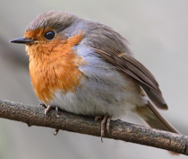 zarianka.jpeg zarianka.jpeg