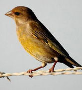 zelenushka.jpg zelenushka.jpg