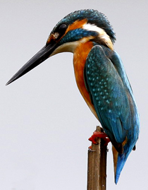 zimorodok.jpg zimorodok.jpg