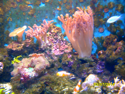 adlerakvarium1.jpg adlerakvarium1.jpg