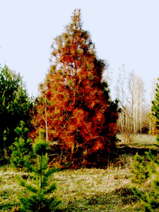 dendro.jpg dendro.jpg