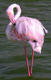 flamingo.jpg