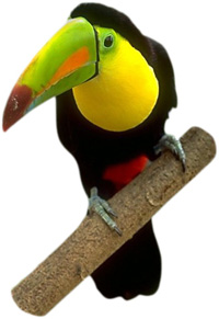 toucan.jpg