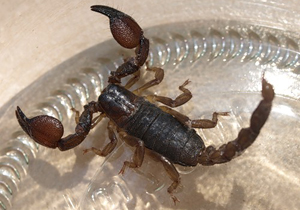 skorpion.jpg