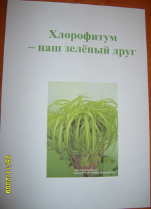 Доклад про полезное комнатное растение – хлорофитум. (2класс)