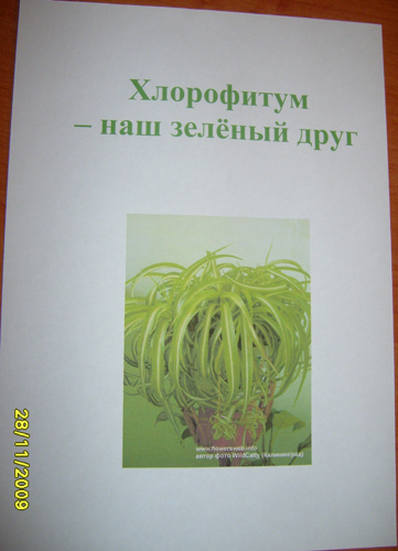 xlorofitum.jpg