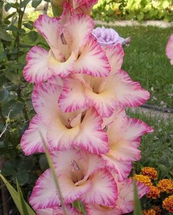 gladiolus.jpg