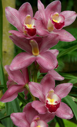 orhidea.jpg