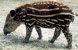 okrtapir.jpg