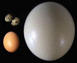 Отмечаем Всемирный день яйца!