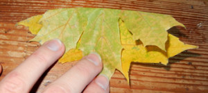 Розочка из кленовых листьев.