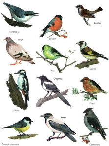 Задание по окружающему миру (1 класс): назвать несколько зимующих птиц, и чем они питаются.