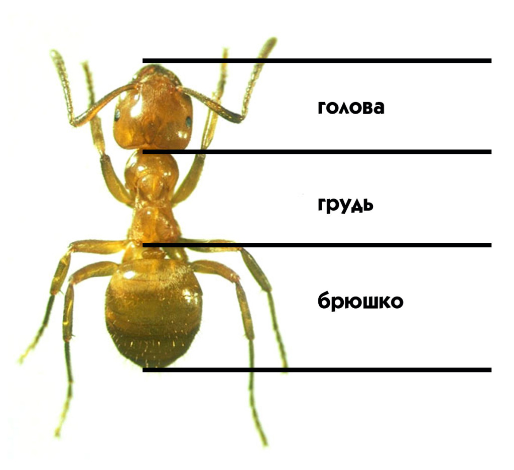 Строение муравья жнеца картинка