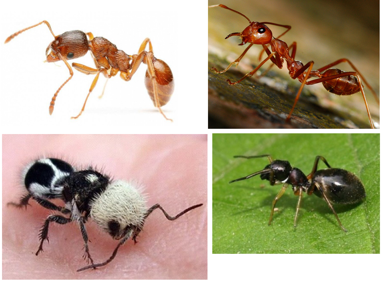 Сколько муравей в мире. Виды муравьев. Разные муравьи. Подвиды муравьев. Муравьи всех видов.