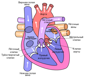 Задание по анатомии: найти интересные факты о сердце