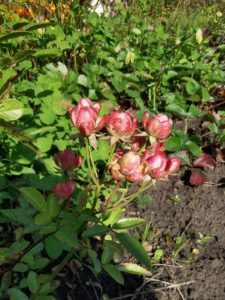 Нестандартная роза Вайлд Редиш (Wild Radish)