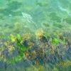 Морские водоросли.